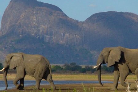 Over US$8m is needed to manage and maintain Mozambique’s largest reserve