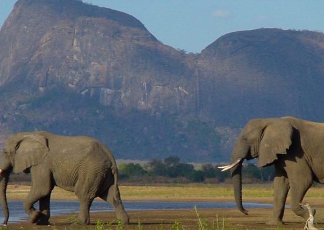 Over US$8 million is needed to manage and maintain Mozambique’s largest reserve