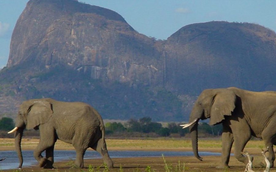 Over US$8 million is needed to manage and maintain Mozambique’s largest reserve