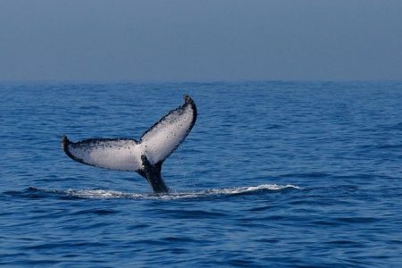 A Timorese NGO is calling for regulation of the country’s whale tourism