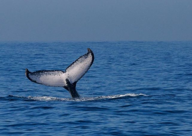 A Timorese NGO is calling for regulation of the country’s whale tourism