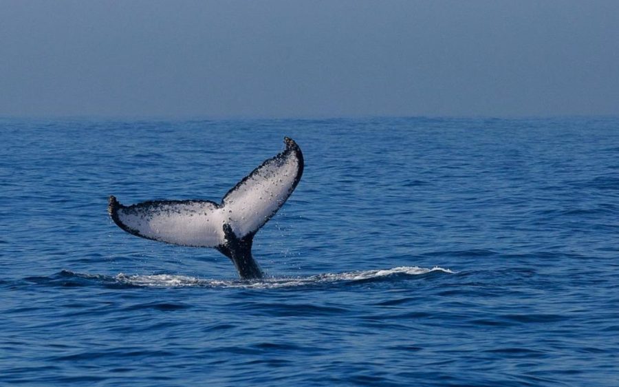 A Timorese NGO is calling for regulation of the country’s whale tourism