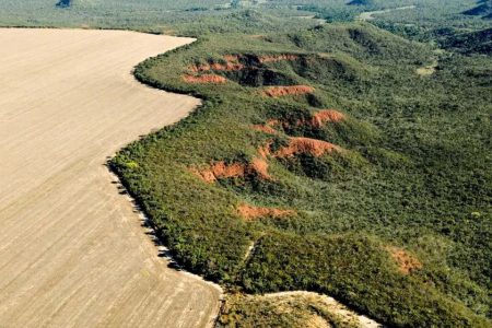 Deforestation is down by nearly 31 percent in the Brazilian Amazon