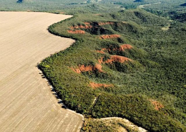 Deforestation is down by nearly 31 percent in the Brazilian Amazon