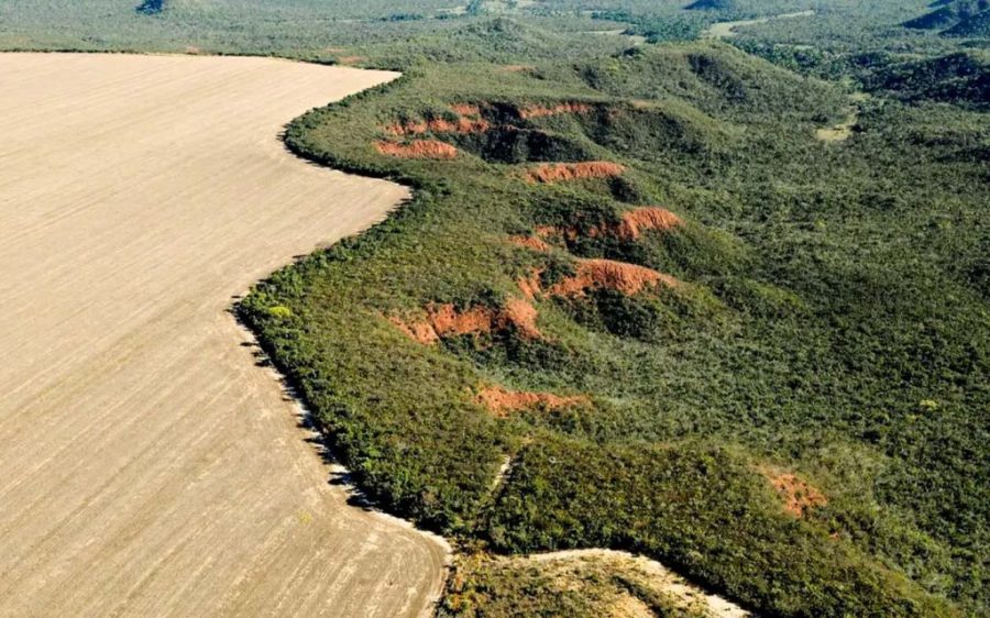 Deforestation is down by nearly 31 percent in the Brazilian Amazon