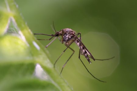 Dengue outbreak spikes in Cabo Verde