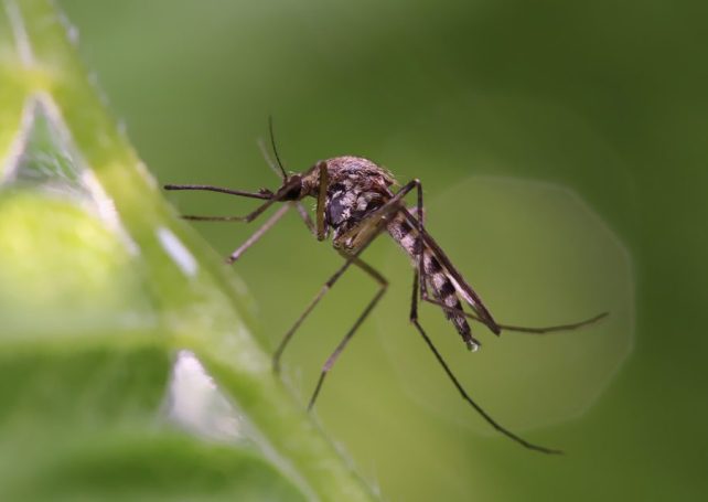 Dengue outbreak spikes in Cabo Verde