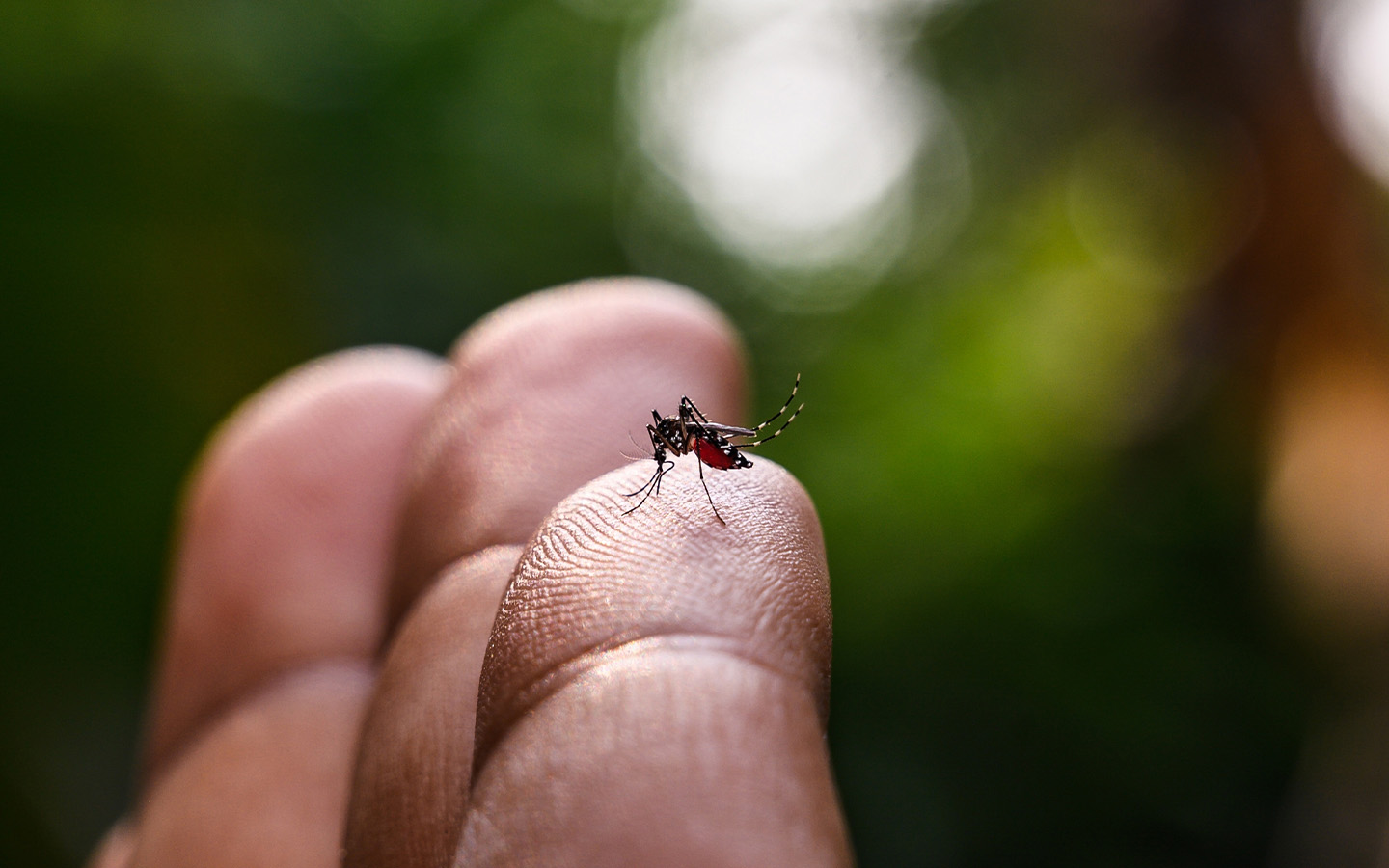 Macao reports a third locally transmitted case of dengue fever 