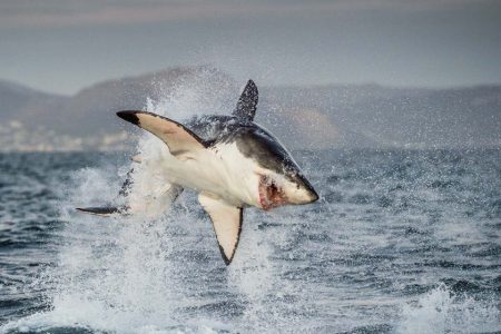 LED camouflage may deter great white shark attacks