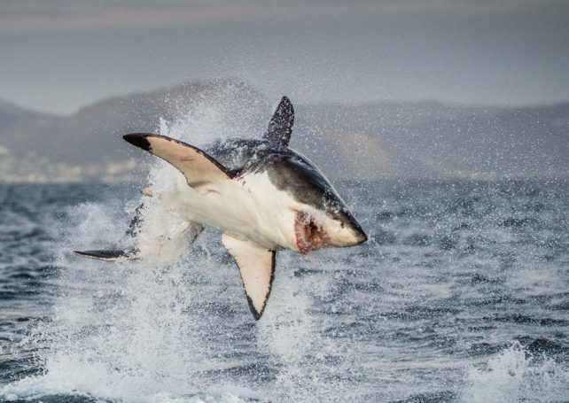 LED camouflage may deter great white shark attacks