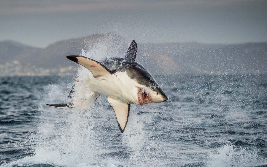 LED camouflage may deter great white shark attacks