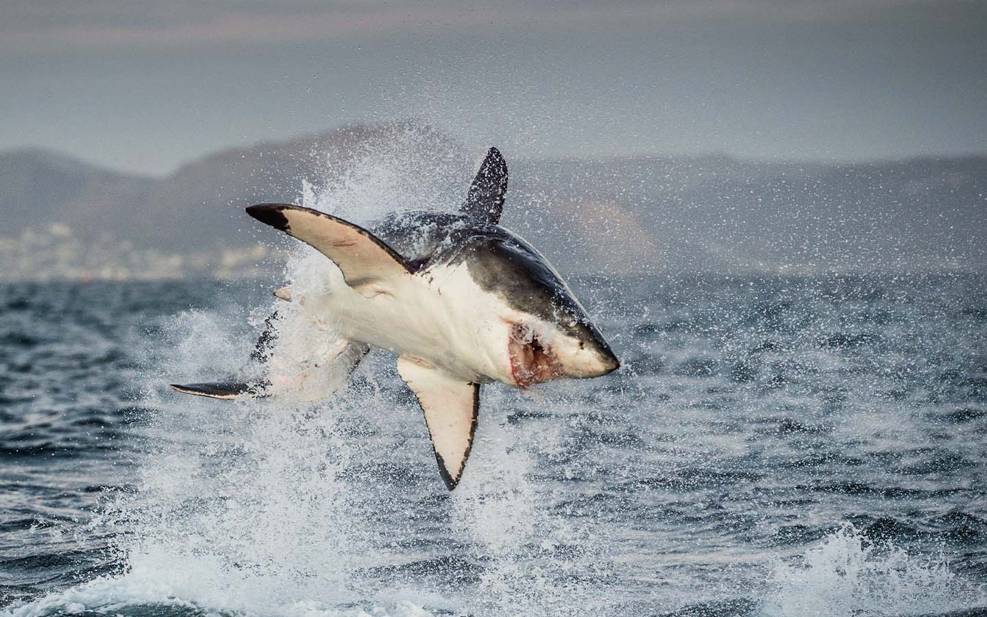 LED camouflage may deter great white shark attacks