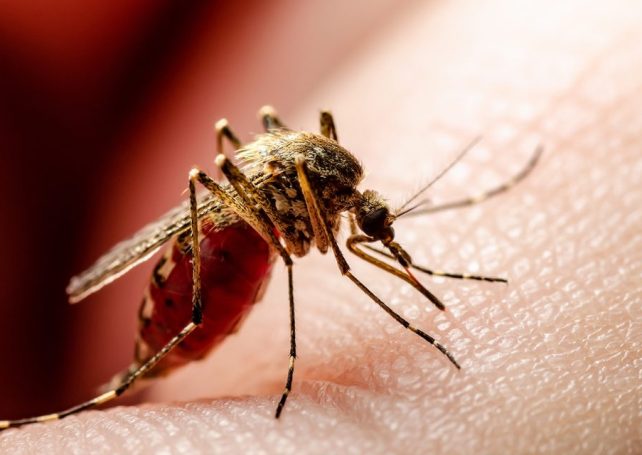 Macao reported three more cases of dengue fever over the weekend