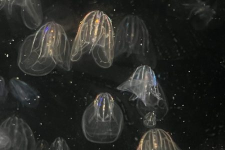 A remarkable ability to reverse ageing has been discovered in a species of jellyfish