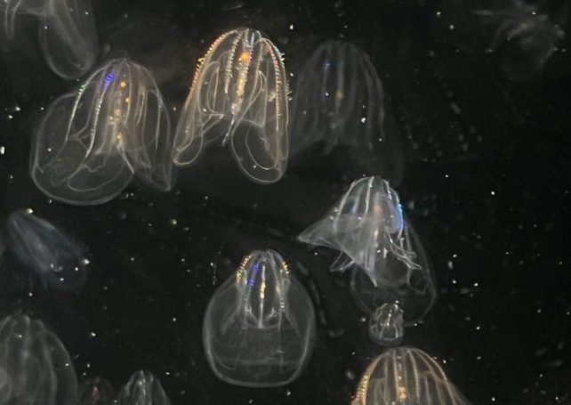 A remarkable ability to reverse ageing has been discovered in a species of jellyfish