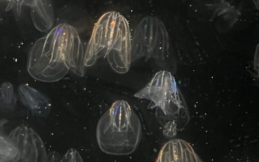 A remarkable ability to reverse ageing has been discovered in a species of jellyfish