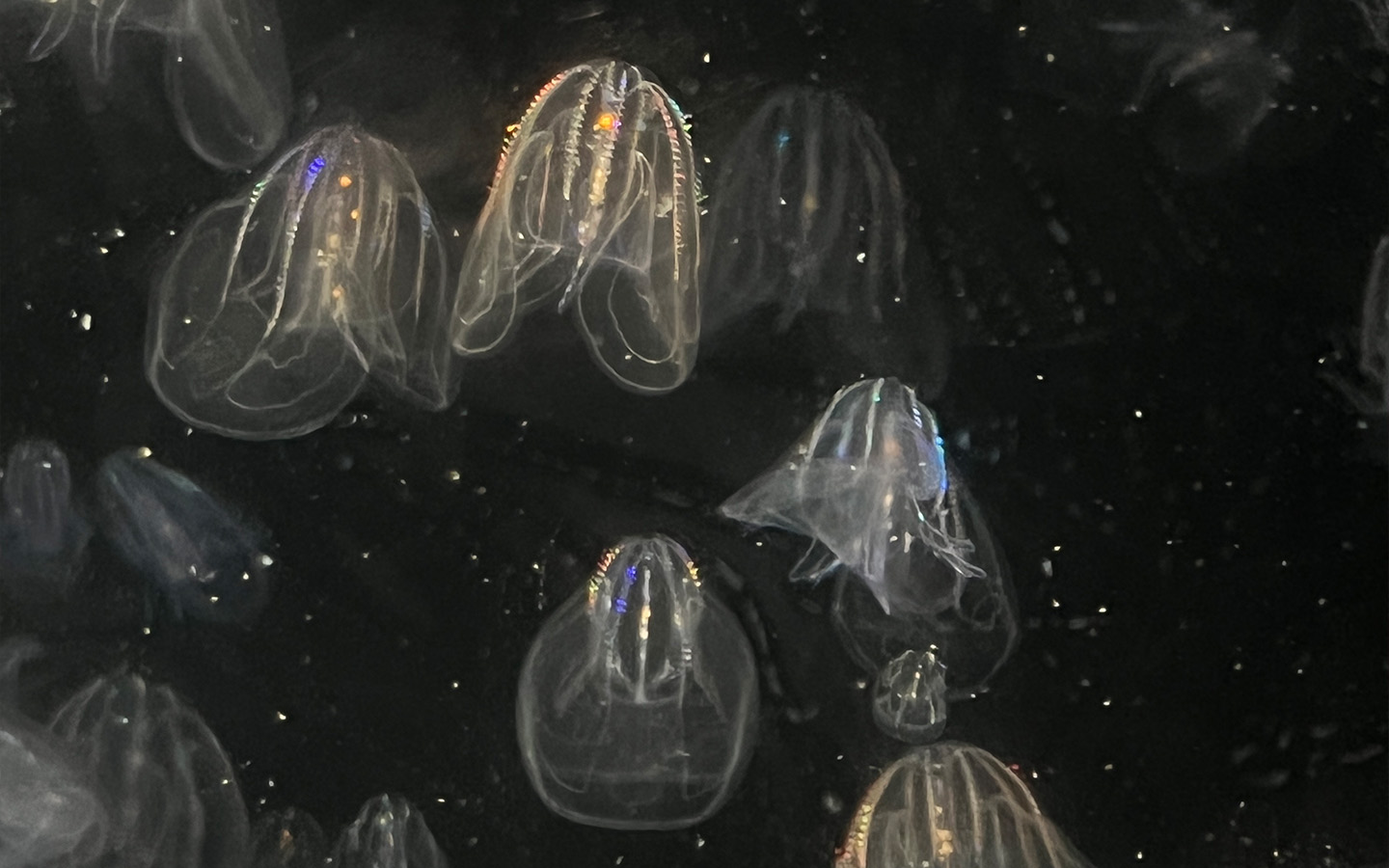 A remarkable ability to reverse ageing has been discovered in a species of jellyfish