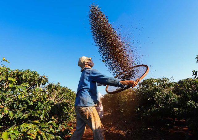 Brazilian coffee records a banner year