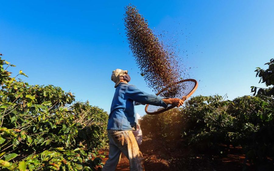 Brazilian coffee records a banner year