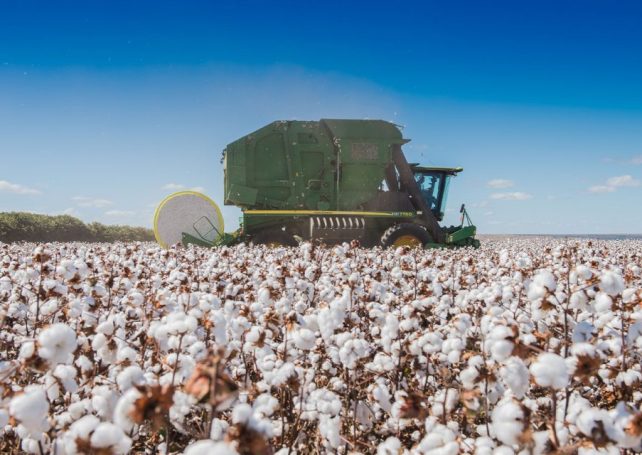 Brazil becomes the world’s largest cotton exporter as production surges