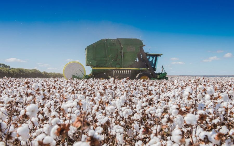 Brazil becomes the world’s largest cotton exporter as production surges