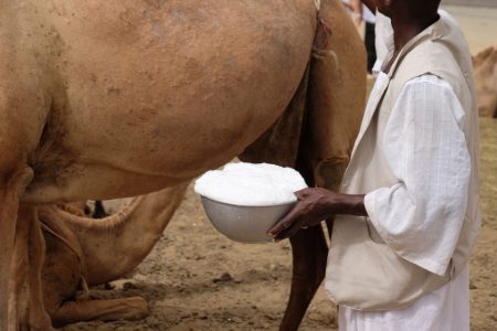 Camel milk may be healthier option than cow milk, research finds