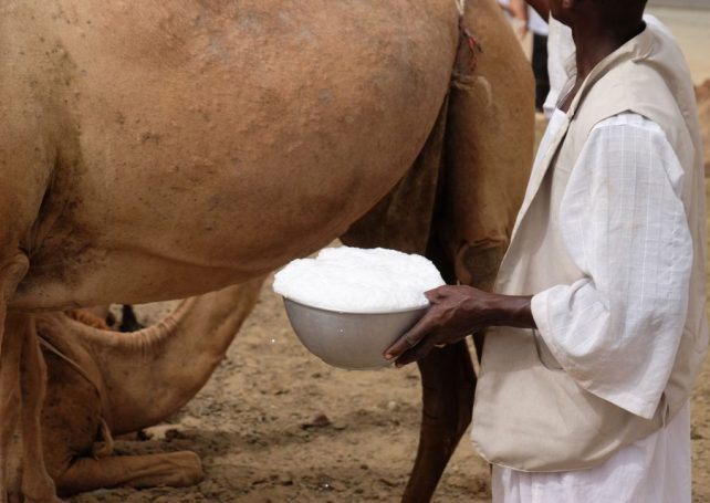 Camel milk may be a healthier option than cow’s milk, research finds