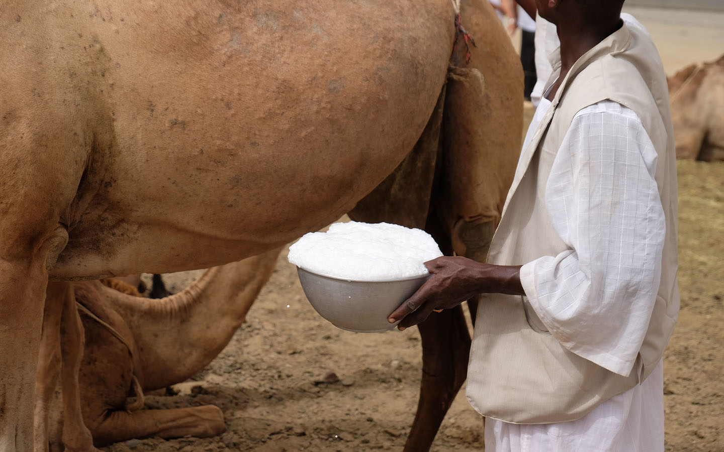 Camel milk may be a healthier option than cow’s milk, research finds