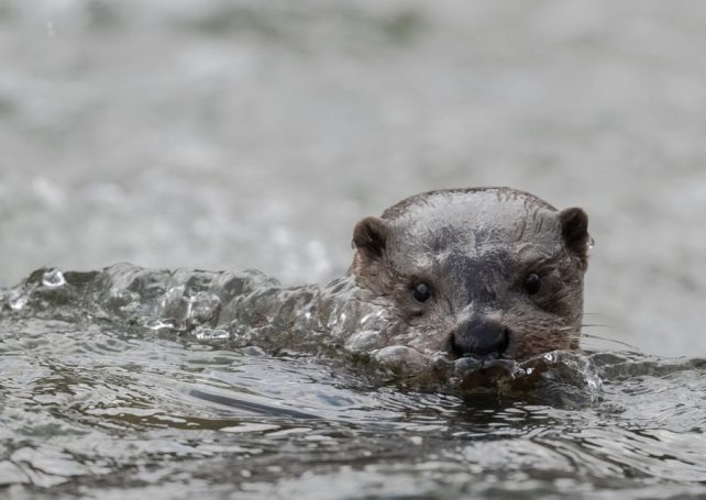 Local environmental activists say Eurasian otters have returned to Macao