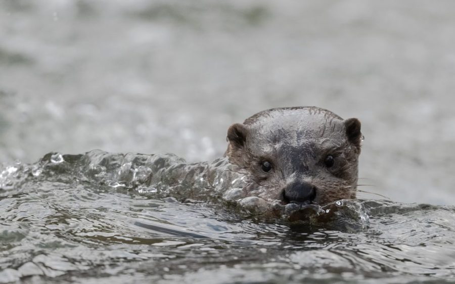 Local environmental activists say Eurasian otters have returned to Macao