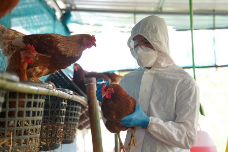 Macao bans poultry imports as bird flu continues to spread globally