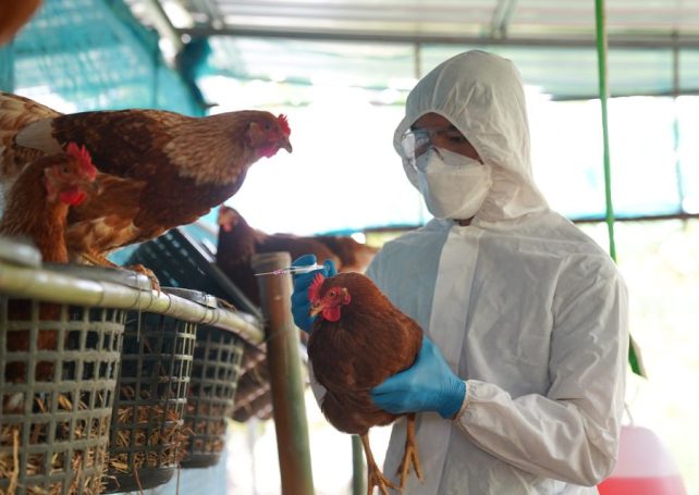 Macao bans some poultry imports as bird flu continues to spread globally