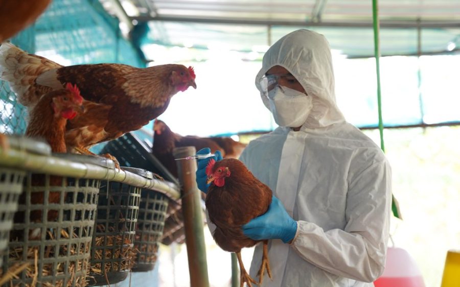 Macao bans some poultry imports as bird flu continues to spread globally