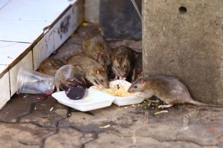 IAM to step up preventive measures against rat infestations