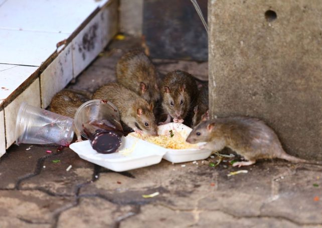 IAM to step up preventive measures against rat infestations 