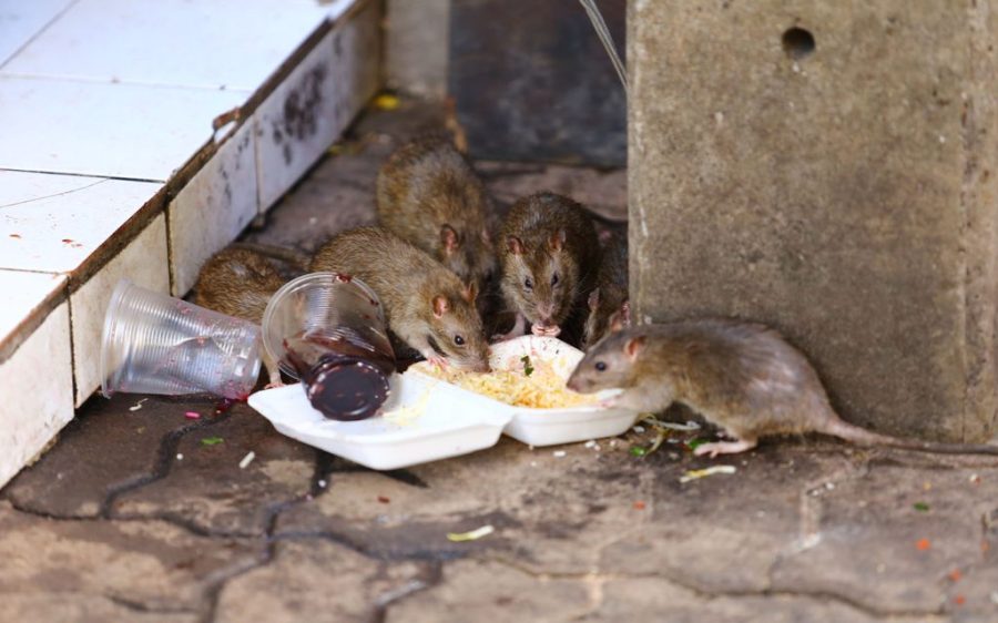 IAM to step up preventive measures against rat infestations 