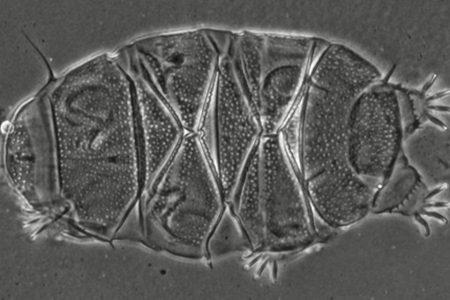 A new species of microorganism known as a tardigrade has been discovered in Macao