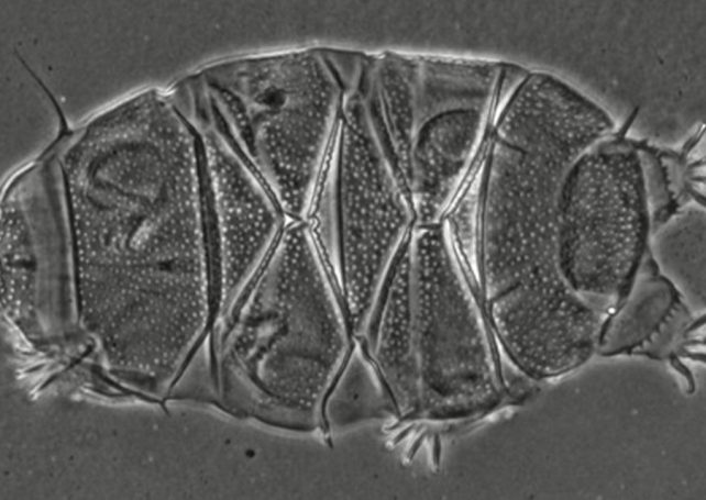 A new species of microorganism known as a tardigrade has been discovered in Macao 