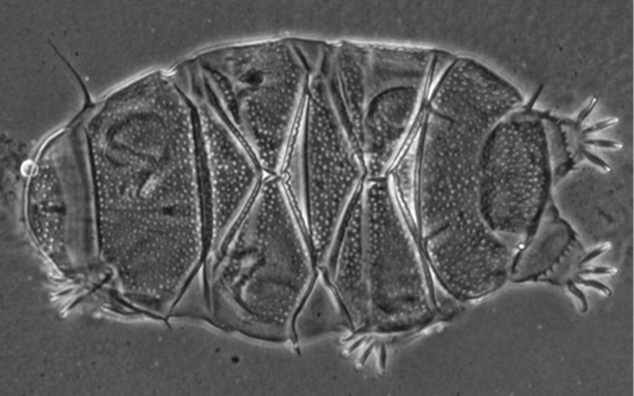 A new species of microorganism known as a tardigrade has been discovered in Macao 