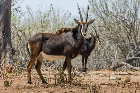 Angola calls on international support for biodiversity conservation