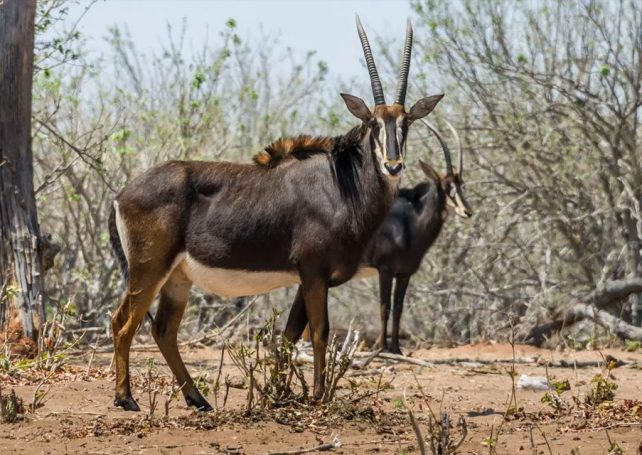 Angola calls on international support for biodiversity conservation