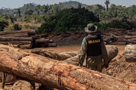 Brazilian authorities seize massive stocks of illegal timber after raids in the Amazon