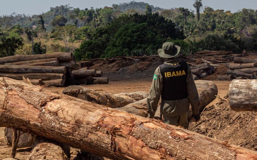 Brazilian authorities seize massive stocks of illegal timber after raids in the Amazon