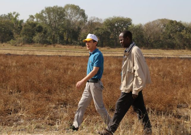 Chinese mission in Guinea-Bissau improves rice production