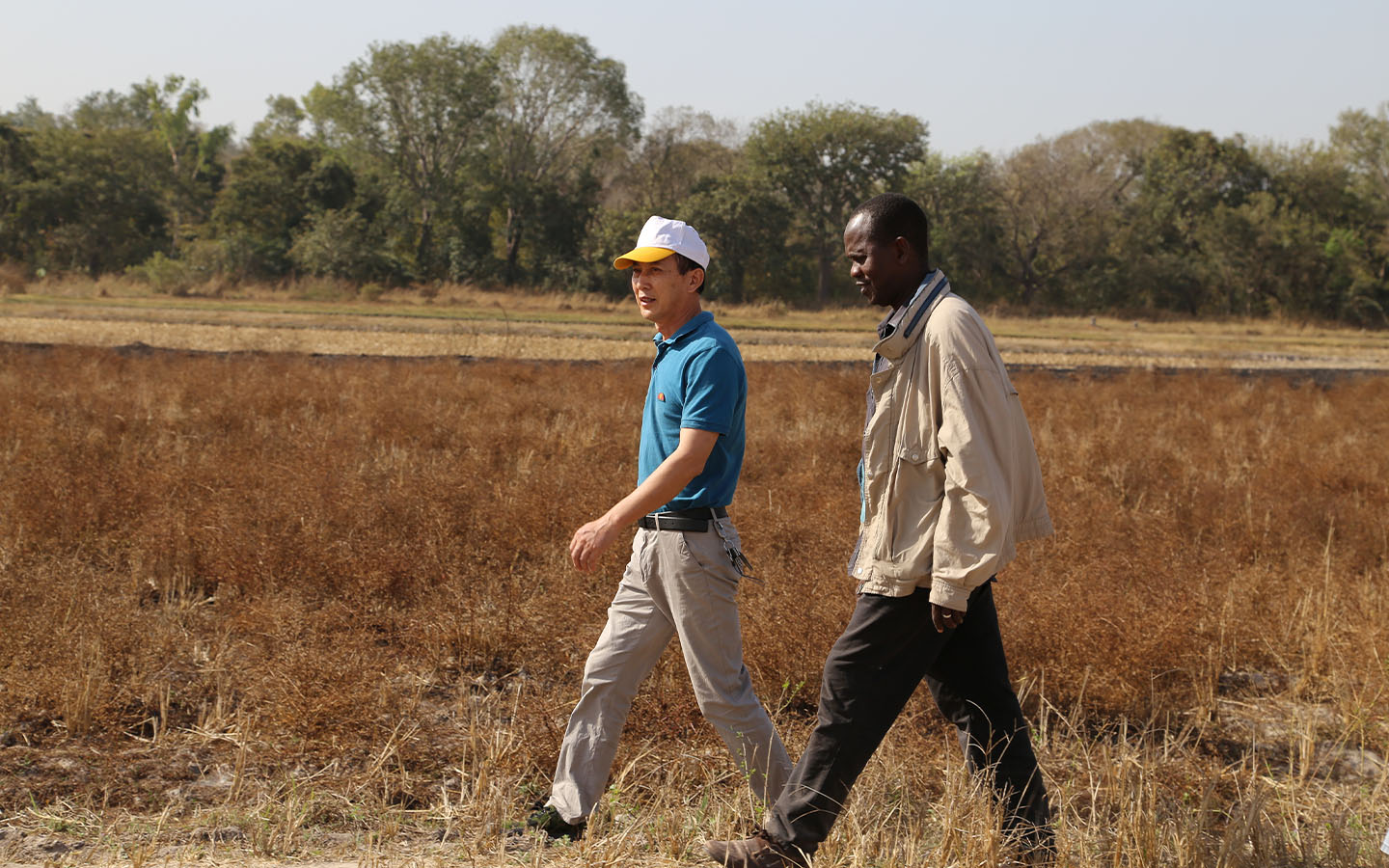 Chinese mission in Guinea-Bissau improves rice production