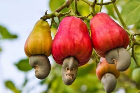 Guinea-Bissau’s cashew marketing drive hit a five-year high in 2024