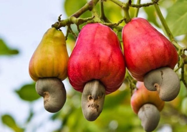 Guinea-Bissau’s cashew marketing drive hit a five-year high in 2024