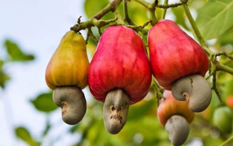 Guinea-Bissau’s cashew marketing drive hit a five-year high in 2024