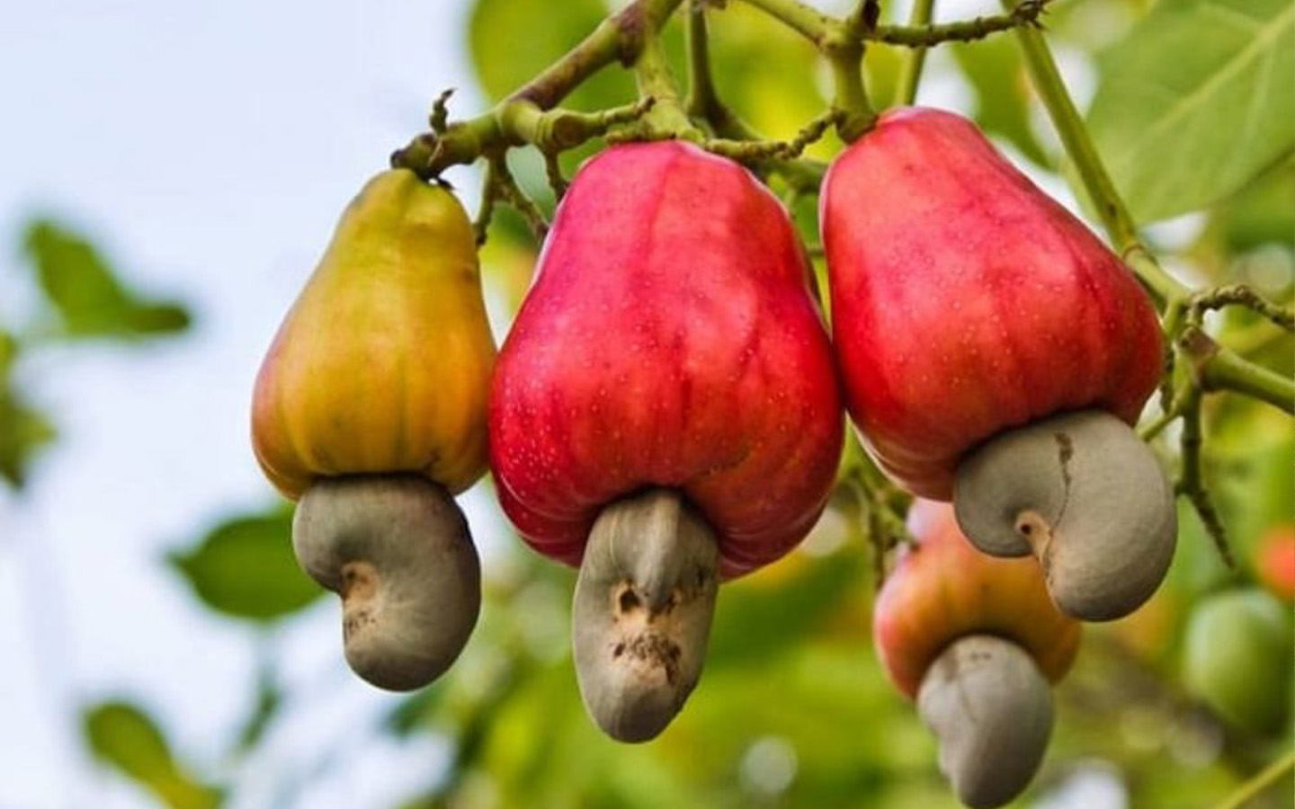 Guinea-Bissau’s cashew marketing drive hit a five-year high in 2024