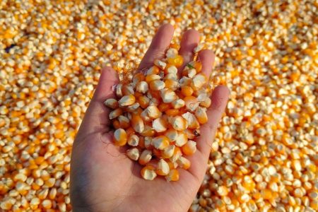 In a boon for food security, China develops high-protein corn